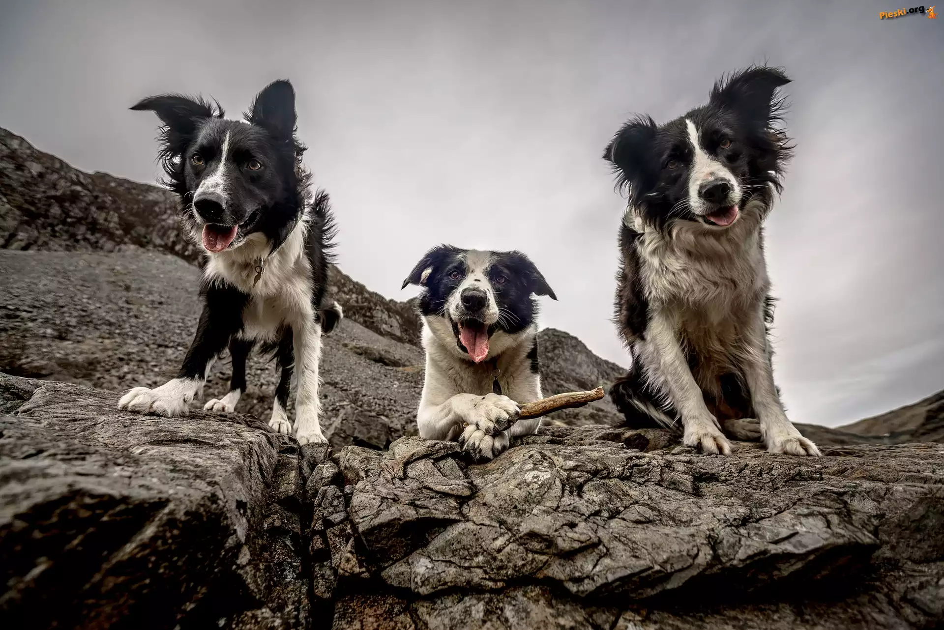 Border collie, Trzy, Psy, Ska³y